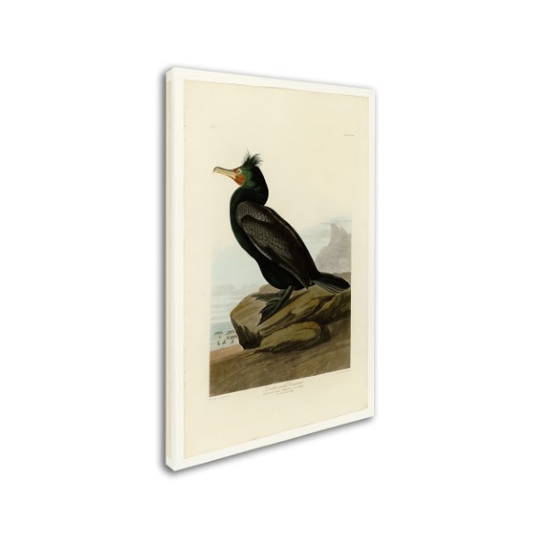 Audubon 'Doublecrested Cormorantplate 257' Canvas Art,30x47